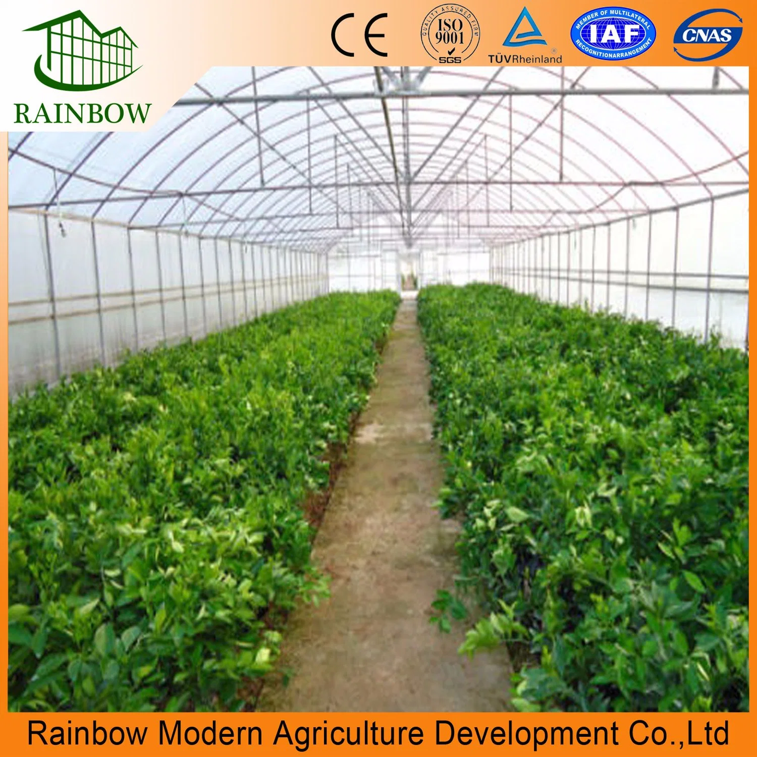 Agriculture Single Span Vegetable Greenhouse with Plastic Film