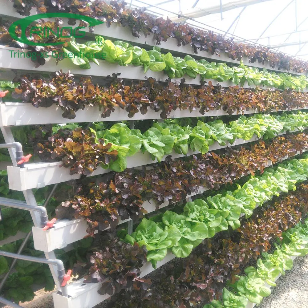 Nouveau système de culture hydroponique Film Green House pour la croissance de fleur de légumes