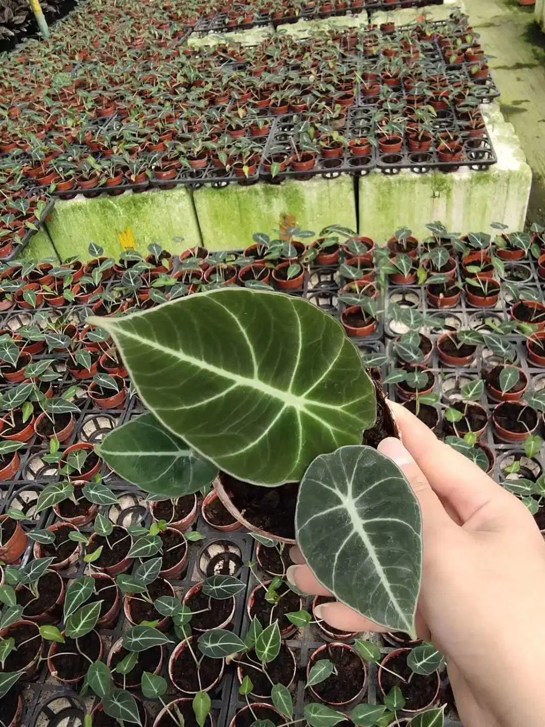 Las plantas reales Alocasia Violeta Negro