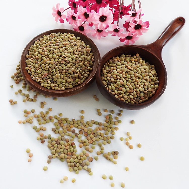 Chinese Lentils Low Price Green Lentils