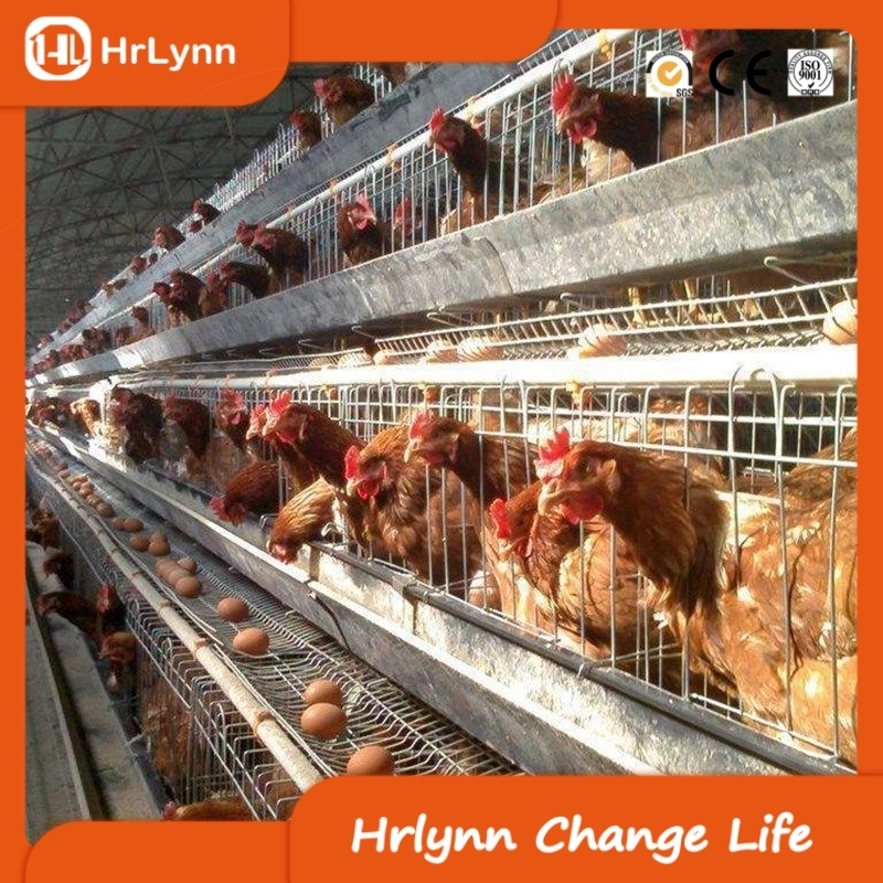 Large Farm Livestock and Poultry Breeding Equipment a Type Chicken Cage