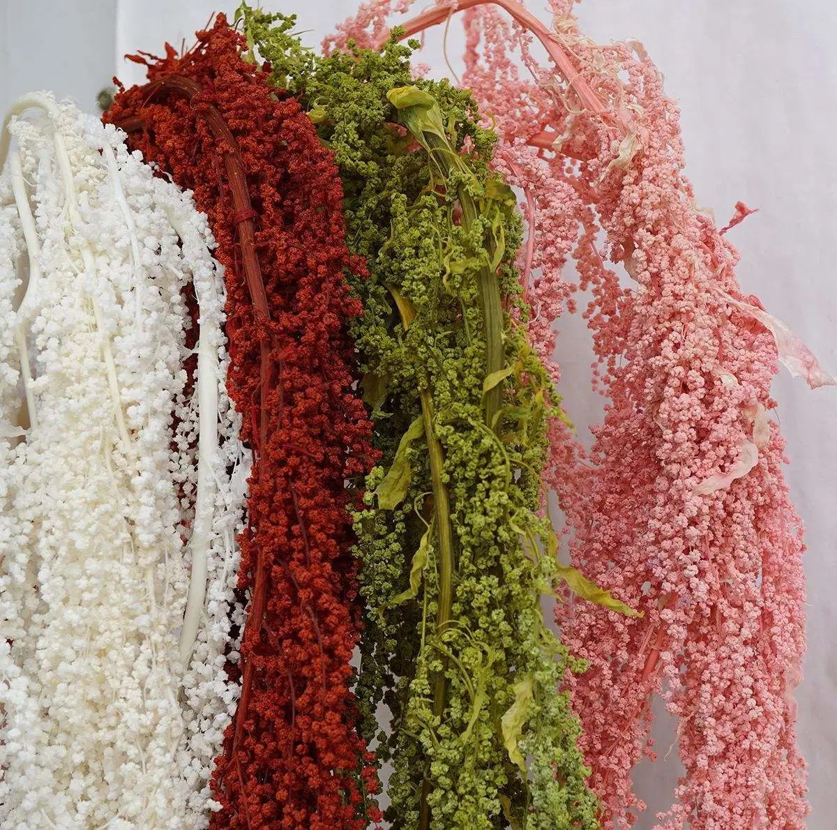 Flores preservadas plantas flores preservadas flores penduradas Amaranthus Caudatus para Casamento Decoração arranjo de flores de bricolage