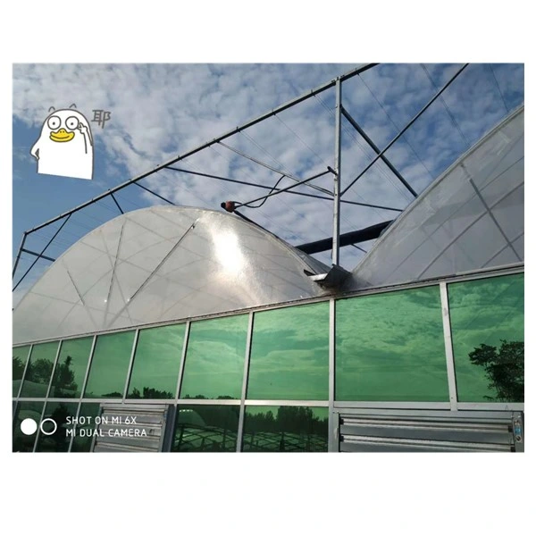 Multi-Span Film Greenhouse, Holland Venlo Greenhouse (ISO9001: 2000)