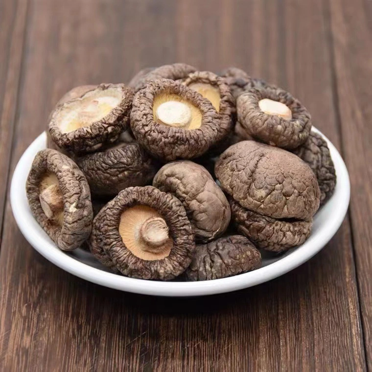 Günstige Preise Shiitake Pilze mit glatter Oberfläche