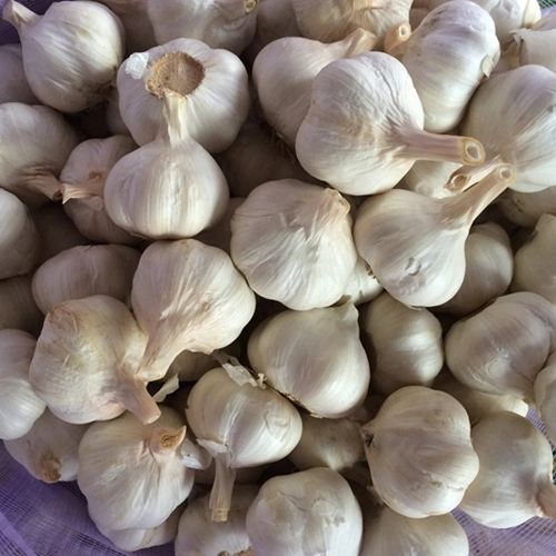 Fresh Garlic High quality/High cost performance  Purple Red Garlic 2022