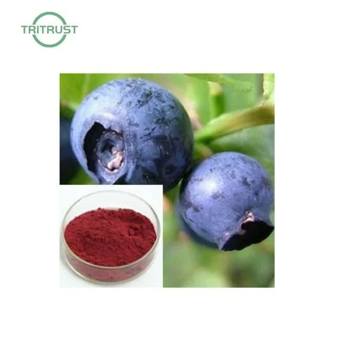 Meilleure vente myrtille Extrait de fruits en poudre Acai Berry extrait d'anthocyanine extrait de 25 % de la myrtille en poudre