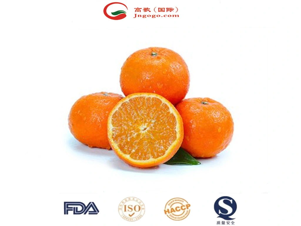 China frisch, süß und qualitativ hochwertige Mandarin, Orange