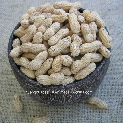 New Crop Long Type/Round Type Peanut in Shell From China